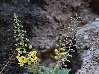 Verbascum arcturus 14, Saxifraga-Harry Jans