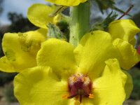 Verbascum boerhavii 7, Saxifraga-Rutger Barendse