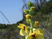 Verbascum creticum 2, Saxifraga-Jeroen Willemsen