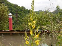 Verbascum laxum 2, Saxifraga-Ed Stikvoort