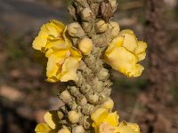 Verbascum longifolium 1, Saxifraga-Harry Jans