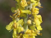 Verbascum lychnitis 11, Melige toorts, Saxifraga-Peter Meininger