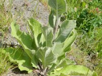 Verbascum lychnitis 26, Melige toorts, Saxifraga-Rutger Barendse