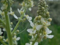 Verbascum lychnitis 29, Melige toorts, Saxifraga-Ed Stikvoort