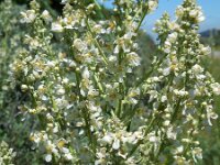 Verbascum lychnitis 31, Melige toorts, Saxifraga-Ed Stikvoort