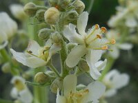Verbascum lychnitis 35, Melige toorts, Saxifraga-Ed Stikvoort