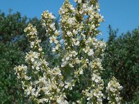 Verbascum lychnitis 37, Melige toorts, Saxifraga-Ed Stikvoort