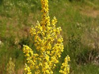 Verbascum lychnitis 5, Melige toorts, Saxifraga-Branko Bakan