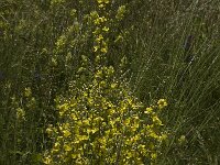 Verbascum lychnitis 6, Melige toorts, Saxifraga-Jan van der Straaten