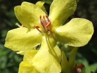 Verbascum nigrum 10, Zwarte toorts, Saxifraga-Frank Dorsman  Verbascum nigrum, Zwarte toorts AW duinen 010911