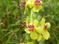 Verbascum nigrum 11, Zwarte toorts, Saxifraga-Rutger Barendse