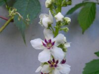 Verbascum nigrum 12, Zwarte toorts, Saxifraga-Rutger Barendse