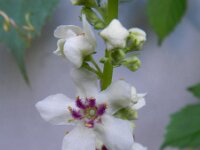 Verbascum nigrum 13, Zwarte toorts, Saxifraga-Rutger Barendse