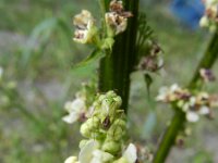 Verbascum nigrum 14, Zwarte toorts, Saxifraga-Rutger Barendse