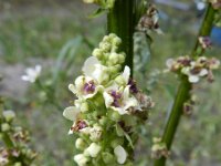 Verbascum nigrum 15, Zwarte toorts, Saxifraga-Rutger Barendse