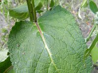 Verbascum nigrum 16, Zwarte toorts, Saxifraga-Rutger Barendse