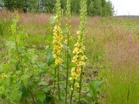 Verbascum nigrum 17, Zwarte toorts, Saxifraga-Rutger Barendse