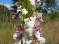 Verbascum nigrum 18, Zwarte toorts, Saxifraga-Rutger Barendse