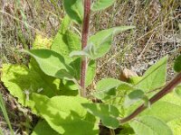 Verbascum nigrum 19, Zwarte toorts, Saxifraga-Rutger Barendse