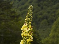 Verbascum nigrum 2, Zwarte toorts, Saxifraga-Jan van der Straaten