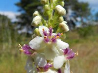 Verbascum nigrum 20, Zwarte toorts, Saxifraga-Rutger Barendse