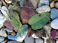 Verbascum nigrum 21, Zwarte toorts, Saxifraga-Rutger Barendse