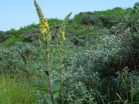 Verbascum nigrum 22, Zwarte toorts, Saxifraga-Ed Stikvoort
