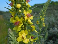 Verbascum nigrum 23, Zwarte toorts, Saxifraga-Ed Stikvoort