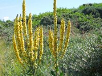 Verbascum nigrum 24, Zwarte toorts, Saxifraga-Ed Stikvoort