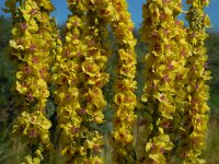 Verbascum nigrum 25, Zwarte toorts, Saxifraga-Ed Stikvoort