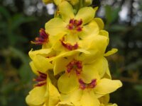 Verbascum nigrum 26, Zwarte toorts, Saxifraga-Ed Stikvoort