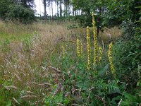 Verbascum nigrum 27, Zwarte toorts, Saxifraga-Ed Stikvoort