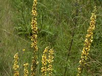 Verbascum nigrum 28, Zwarte toorts, Saxifraga-Jan van der Straaten