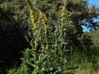 Verbascum nigrum 29, Zwarte toorts, Saxifraga-Ed Stikvoort