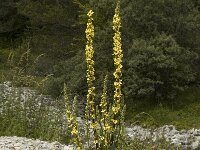 Verbascum nigrum 3, Zwarte toorts, Saxifraga-Jan van der Straaten