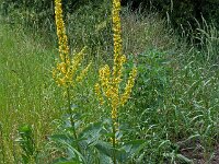 Verbascum nigrum 30, Zwarte toorts, Saxifraga-Ab H Baas