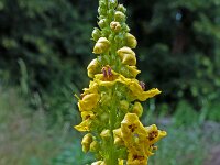 Verbascum nigrum 31, Zwarte toorts, Saxifraga-Ab H Baas