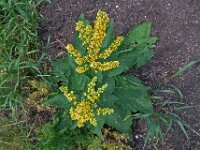 Verbascum nigrum 32, Zwarte toorts, Saxifraga-Ab H Baas