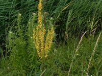 Verbascum nigrum 33, Zwarte Toorts, Saxifraga-Peter Meininger