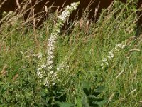 Verbascum nigrum 34, Zwarte Toorts, Saxifraga-Peter Meininger