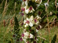 Verbascum nigrum 35, Zwarte Toorts, Saxifraga-Peter Meininger