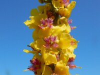 Verbascum nigrum 36, Zwarte toorts, Saxifraga-Ed Stikvoort
