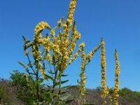 Verbascum nigrum 37, Zwarte toorts, Saxifraga-Ed Stikvoort