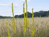 Flowering Black Mullein (Verbascum nigrum) in cornfield  Flowering Black Mullein (Verbascum nigrum) in cornfield : balck mullein, mullein, verbascum nigrum, verbascum, flower, flowers, in flower, flowering, in bloom, blooming, summer, summertime, yellow, flora, floral, nature, natural, vascular plant, stem, stems, high, tall', outsie, outdoors, no people, nobody