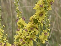Verbascum nigrum 39, Zwarte toorts, Saxifraga-Willem van Kruijsbergen