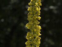 Verbascum nigrum 4, Zwarte toorts, Saxifraga-Jan van der Straaten