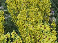 Zwarte toorts Verbascum nigrum