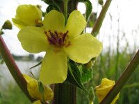 Verbascum nigrum 7, Zwarte toorts, Saxifraga-Rutger Barendse
