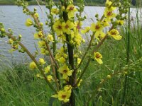 Verbascum nigrum 8, Zwarte toorts, Saxifraga-Rutger Barendse
