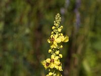 Verbascum nigrum 9, Zwarte toorts, Saxifraga-Rutger Barendse